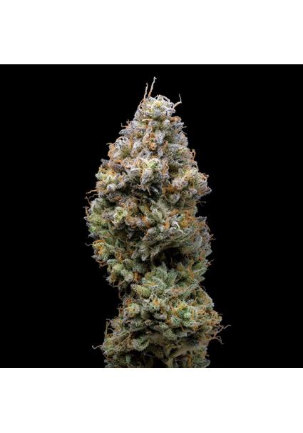 Miklo fem. Cookies Seed Bank