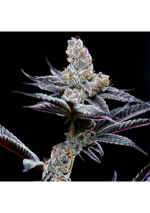 Mind Fuck fem. Cookies Seed Bank