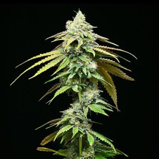 Motor City fem. Cookies Seed Bank