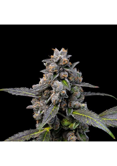 Pink Passion Fruit fem. Cookies Seed Bank