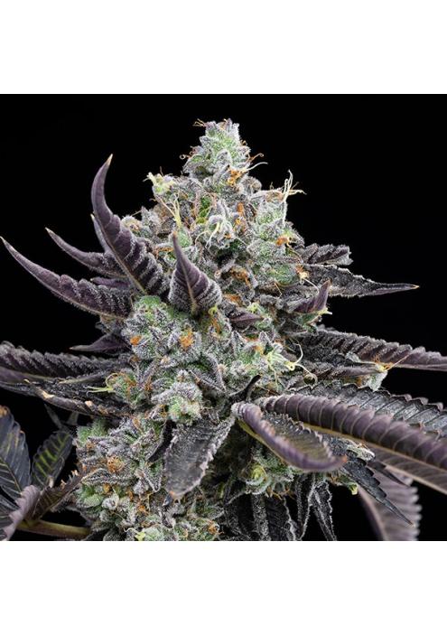 Tie Die fem. Cookies Seed Bank