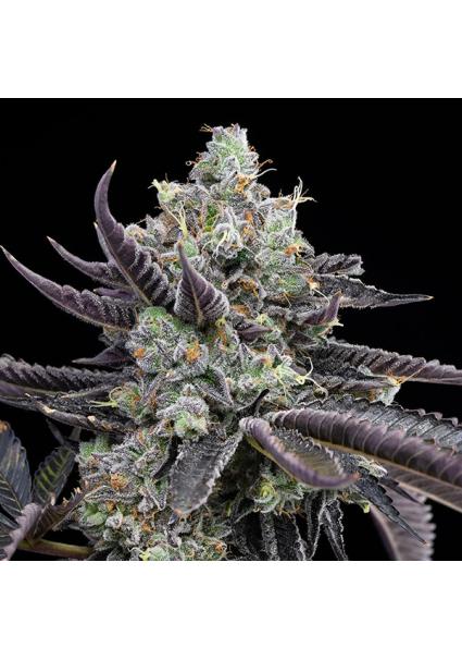 Tie Die fem. Cookies Seed Bank