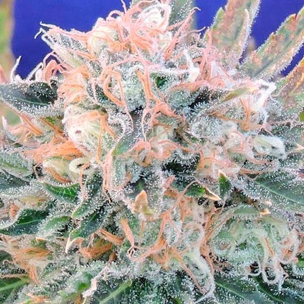 Auto Blueberry Ghost OG fem. Original Sensible