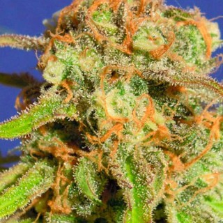 Auto Bruce Banner N3 fem. Original Sensible