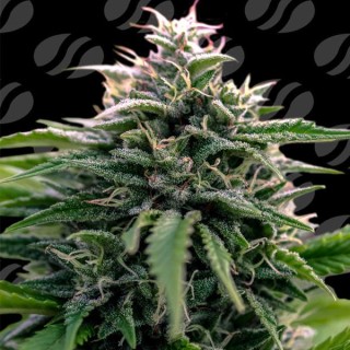 Auto CreamZilla  fem. Original Sensible