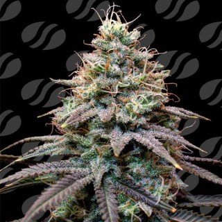 Auto FumePop  fem. Original Sensible
