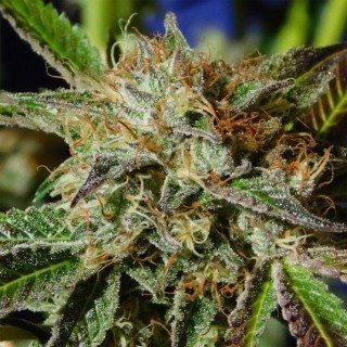 Auto Ghost Cookies fem. Original Sensible