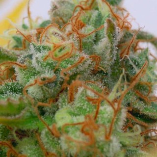 Auto Gorilla Glue N4 fem. Original Sensible