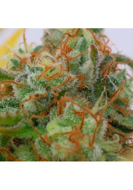 Auto Gorilla Glue N4 fem....