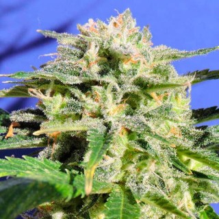Auto Lemonberry Haze fem. Original Sensible