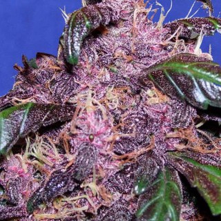 Auto Purple fem. Original Sensible