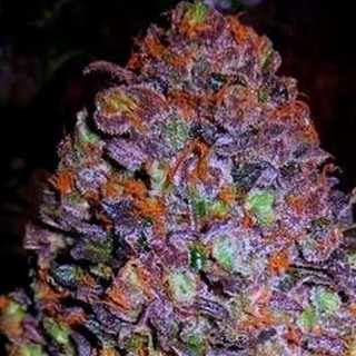 Auto Purple Haze fem. Original Sensible
