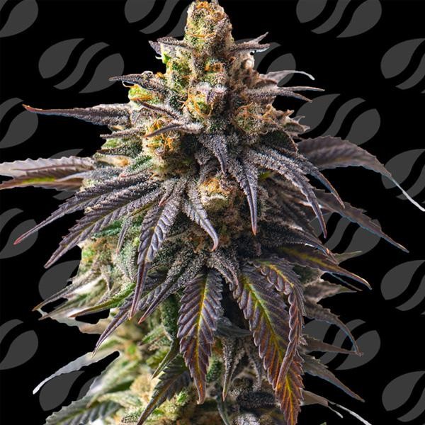 Auto Velvet Drip  fem. Original Sensible