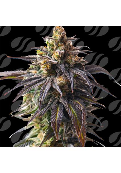 Auto Velvet Drip  fem....