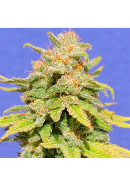 Auto White Crystal Meth...