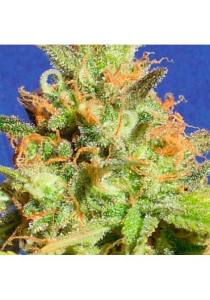 Auto Zkittlez fem. Original...