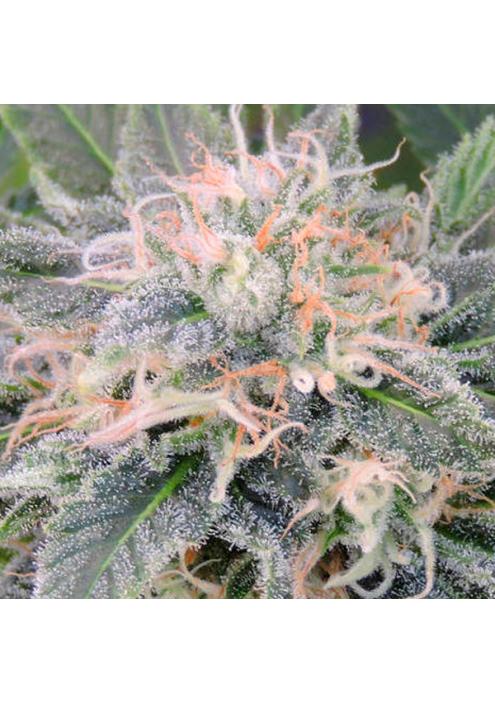 Black Ghost OG fem. Original Sensible