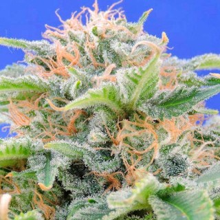 Black Gum fem. Original Sensible