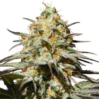 Black Orchid fem. Original Sensible