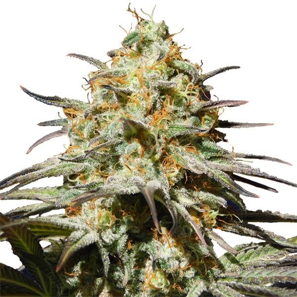 Black Orchid fem. Original Sensible