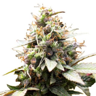 Blackwater   fem. Original Sensible