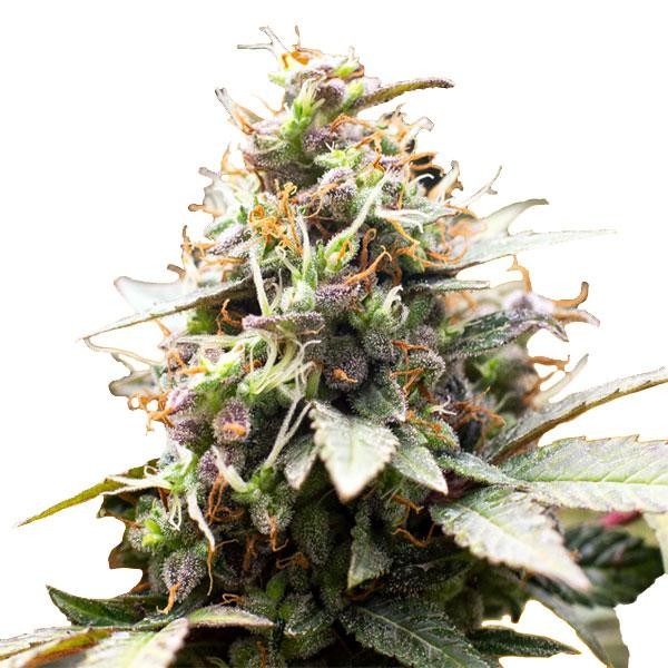 Blackwater   fem. Original Sensible