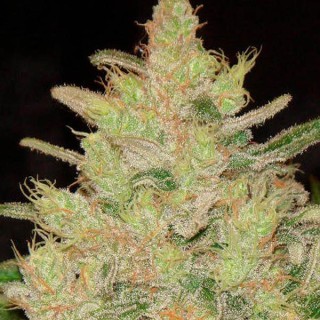 Blueberry Ghost OG fem. Original Sensible