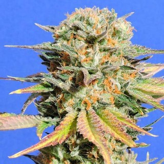 Bruce Banner N 3 fem. Original Sensible