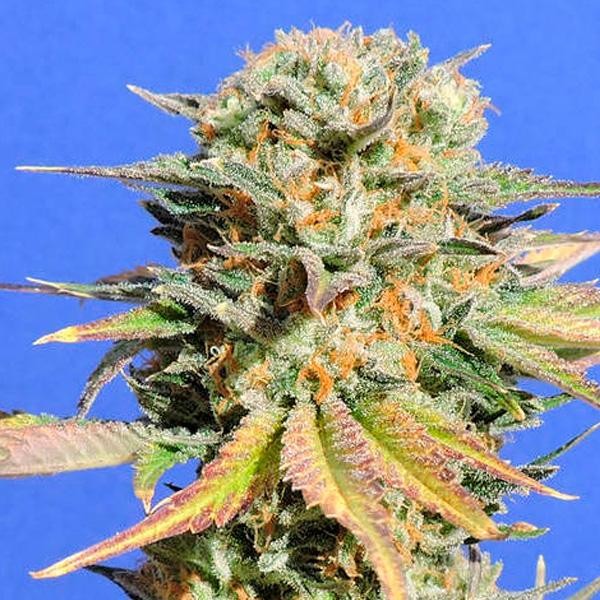 Bruce Banner N 3 fem. Original Sensible