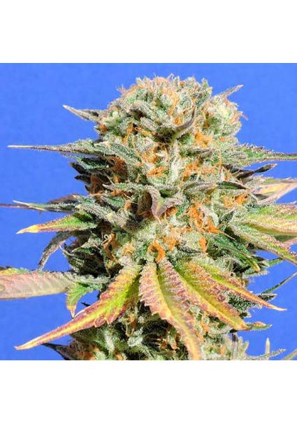 Bruce Banner N 3 fem....