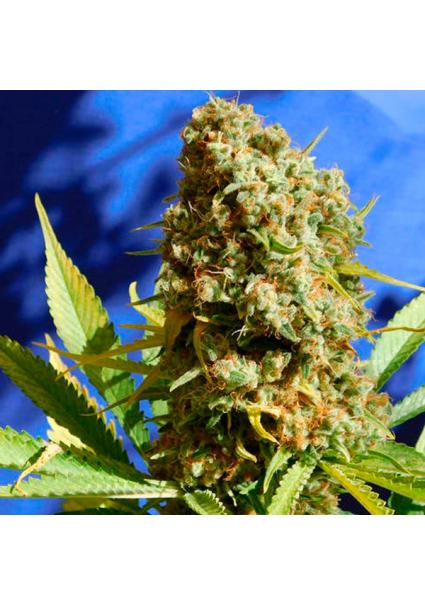 Bruce Banner N 3 Fast fem....