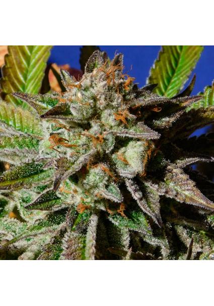 Bruce Cookies fem. Original...