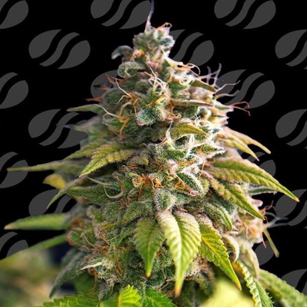 Citrus Slurp  fem. Original Sensible