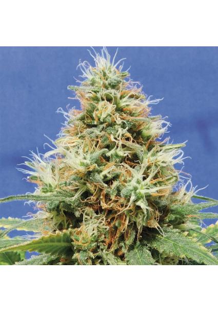 Dos Si Dos OG fem. Original...