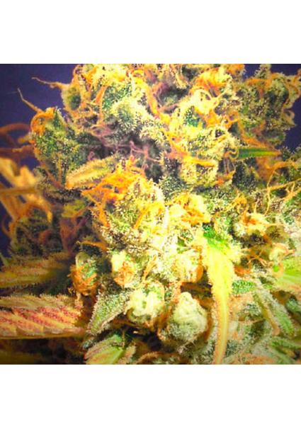 DR. Bruce Banner CBD fem....