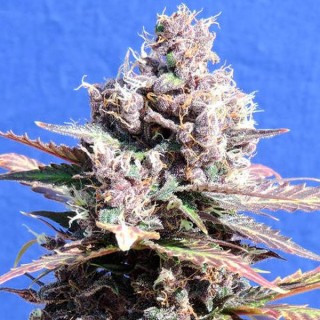 Gelato fem. Original Sensible