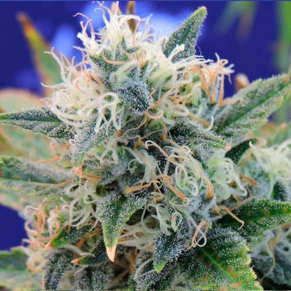 Girl Scout Cookies fem. Original Sensible