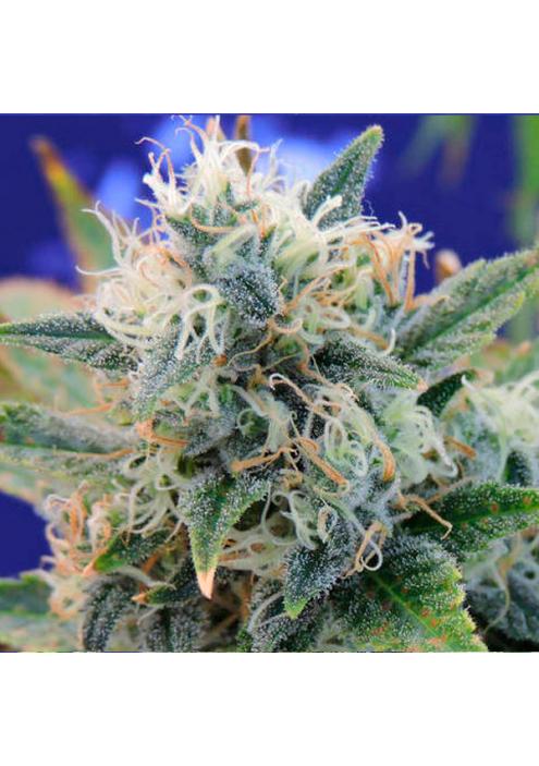 Girl Scout Cookies fem. Original Sensible