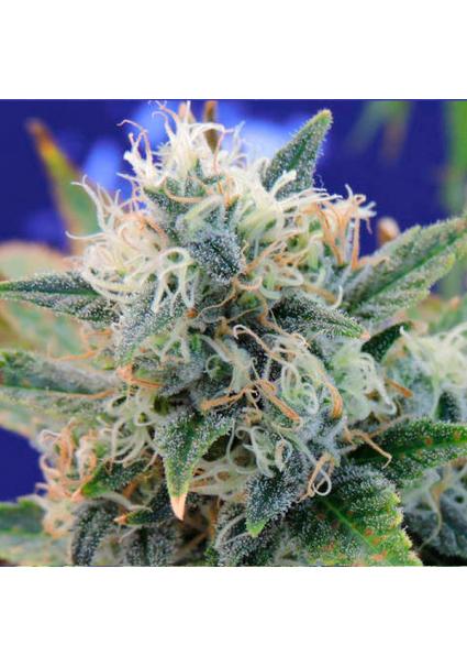 Girl Scout Cookies fem....