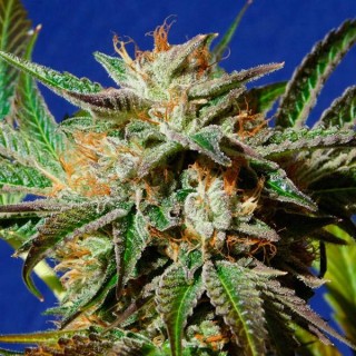 Gorilla Cookies fem. Original Sensible