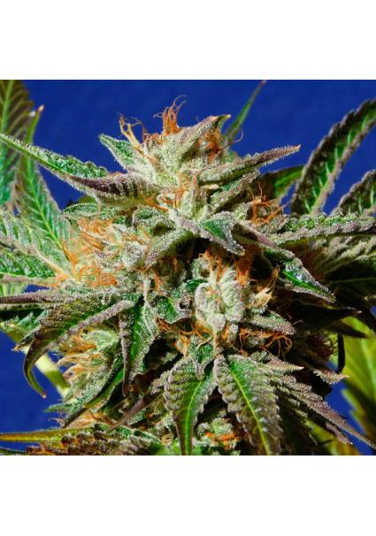 Gorilla Cookies fem....