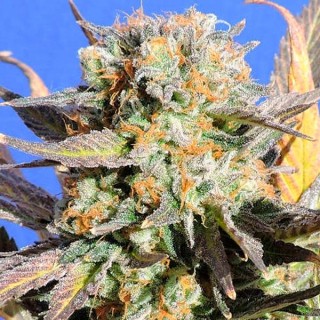 Grandaddy Black fem. Original Sensible