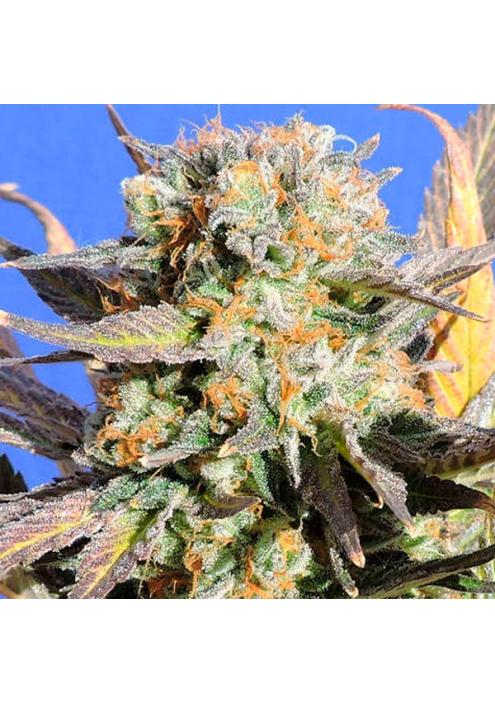 Grandaddy Black fem. Original Sensible