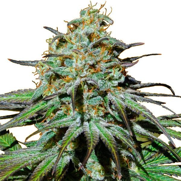 Jealousy fem. Original Sensible