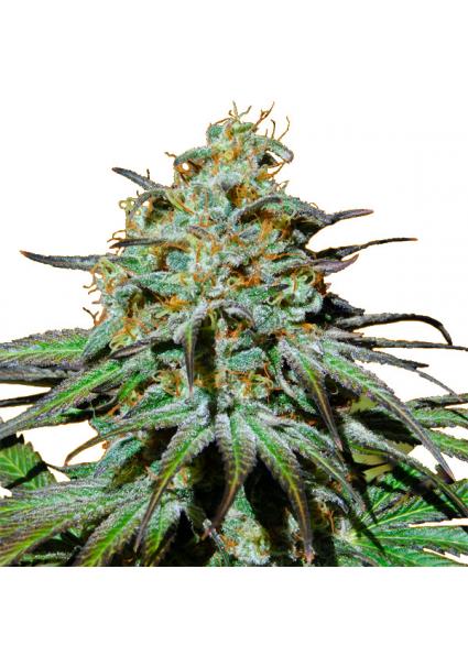 Jealousy fem. Original...