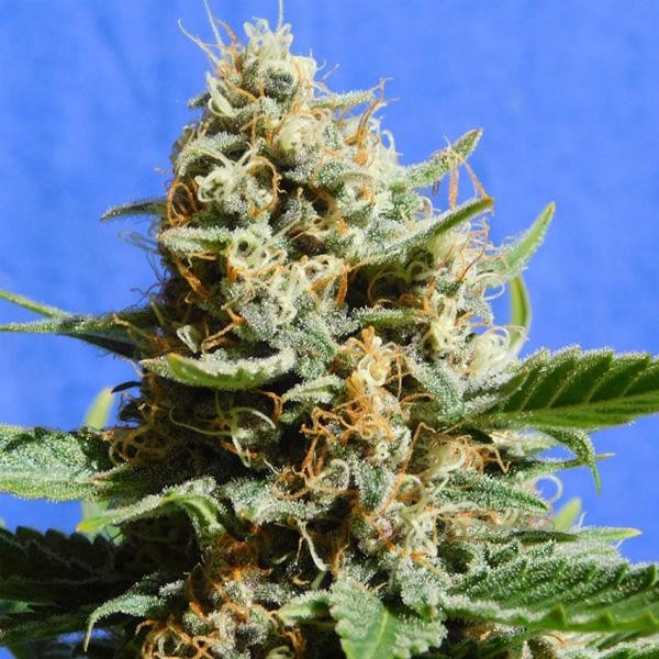 Kush Mintz Fast fem. Original Sensible