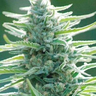 Pure Africa  fem. Original Sensible