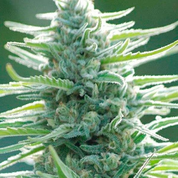 Pure Africa  fem. Original Sensible