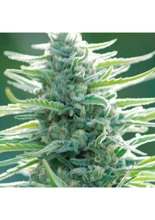 Pure Africa  fem. Original Sensible