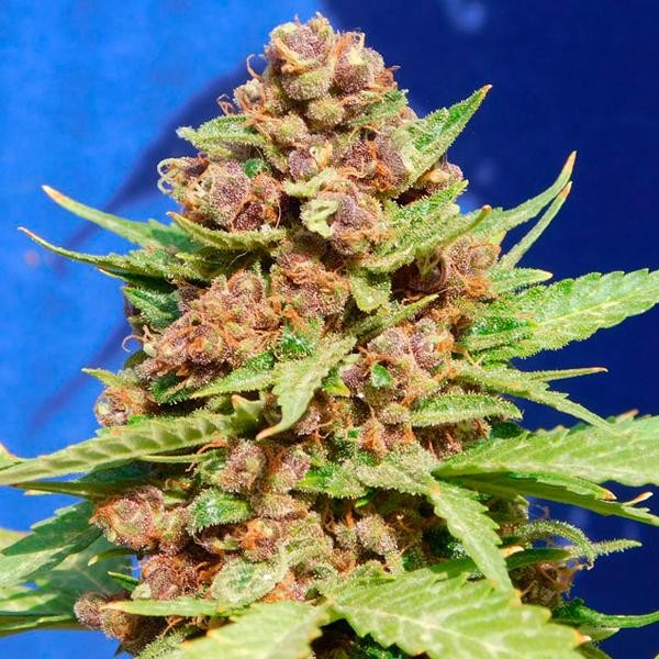Purple Punch Cookies fem. Original Sensible